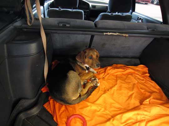 4 month old puppy Marshawn lying down in the back of his early 90s Legacy wagon, May 2014