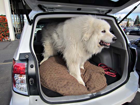 2013 forester with great pyrenees in the back, november 2013