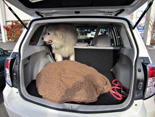 Marty is a Great Pyrenees, shown in her 2013 Subaru Forester, November 2013