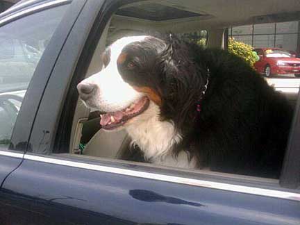 mattie the bernese mountain ndog