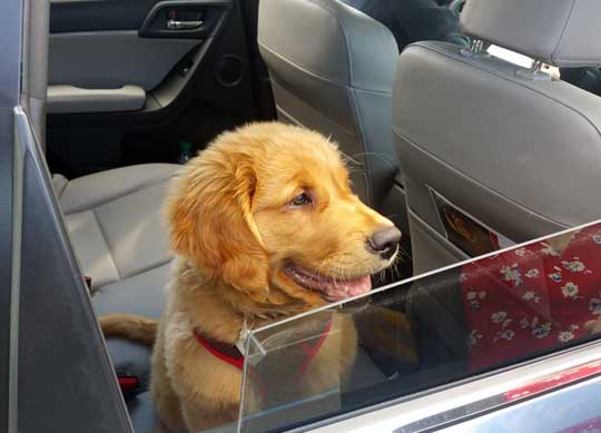 Maverick is a lab puppy, shown in his 2018 Subaru Forester, April 2018