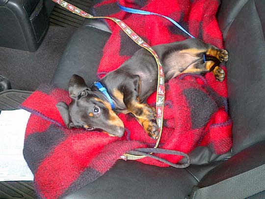 adorable 4 month old Dachshund puppy Max in the back seat of his Subaru, August 2014
