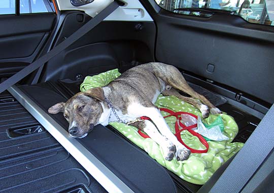 dog Mendel relaxes in his new Subaru Crosstrek, August 2014