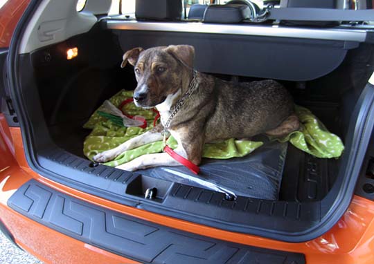 dog Mendel in his new Subaru Crosstrek, August 2014