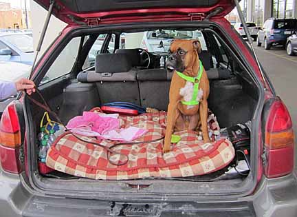 boxer dog in a 1997 subaru outback