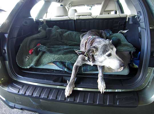 Molly is 15 years old, shown in her new 2017 Subaru Outback, February 2017