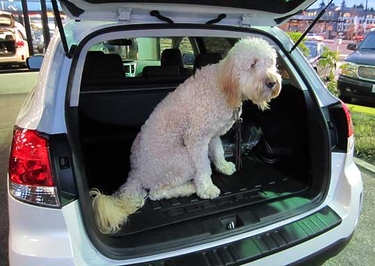 Moose in his 2013 Outback, January 2013