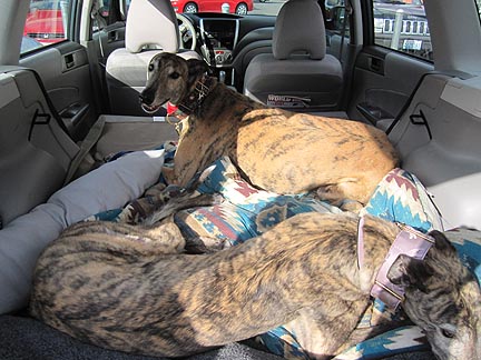 rescue greyhounds, Moose and friend
