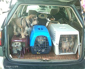 doig walkers with a LOT of dogs in their Subaru Outback