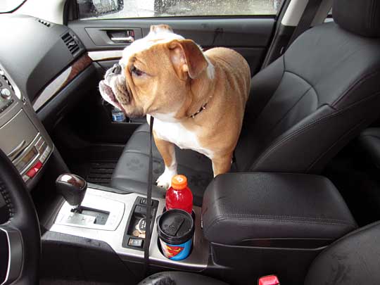 9 month old bulldog Navin in his 2013 Legacy sedan