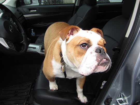 English Bulldog Navin at 9 months, 50 pounds. In his 2013 Subaru Legacy sedan