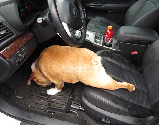 english bulldog Navin looking for a treat that fell on the floor of the subaru legacy