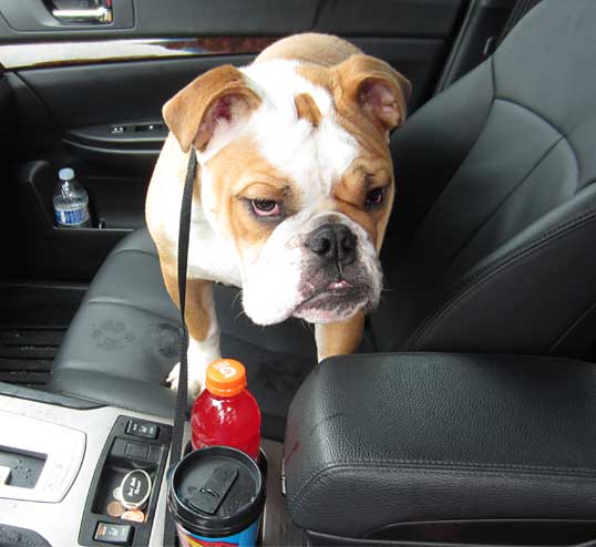 Bulldog Navin in  his 2013 Subaru Legacy sedan