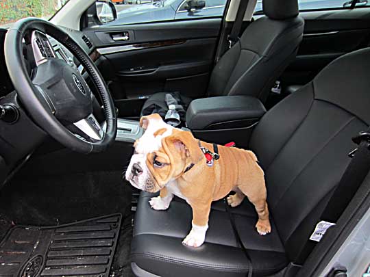 3 month old English Bulldog in his 2013 Subaru Legacy