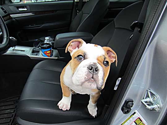 english bulldog puppy in a 2013 subaru legacy sedan