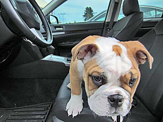 3 month old English bulldog puppy Navin, September 2013, in his Subaru Legacy