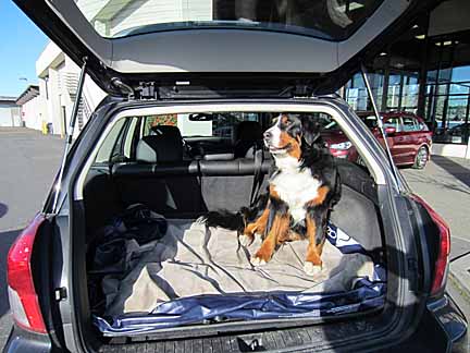 nellie the bernese (aka burmese) mountain dog in her subaru outback