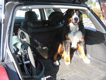 Subaru bernese mountain dog