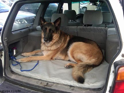 German Shepard, March 2011