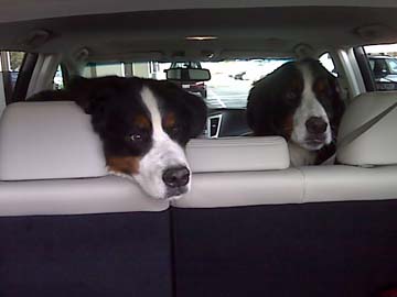 Burnese mountain dogs in their new Outback