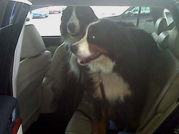 Burnese mountain dogs in their new Outback, March 2010