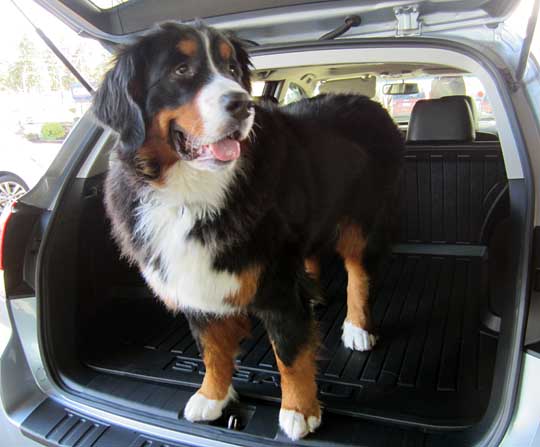 burnese mountain dog in her new Subaru Outback Februaru 2014