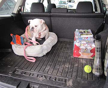 English Bulldog Nugget in a Subaru, January 2011