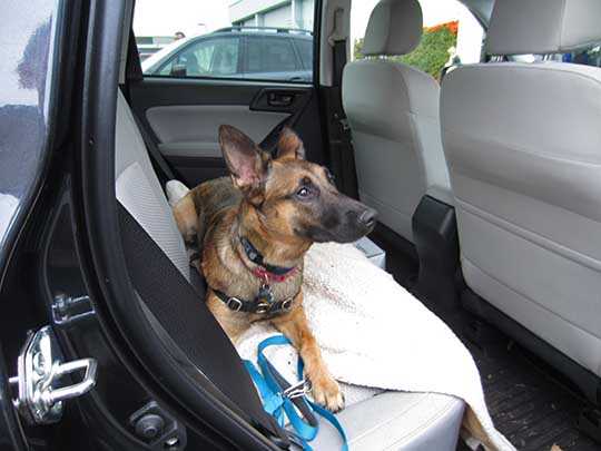 Nyk is an 8 month old Belgian Malinois, shown in his new 2018 Subaru Forester, December 2017
