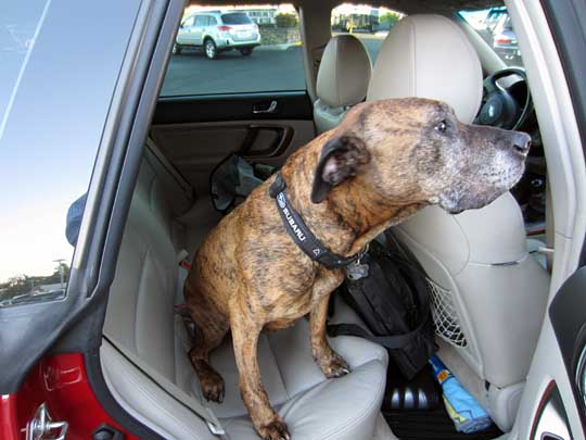 Oberon the stafford terrier wearing his Subaru collar in his 2005 Legacy GT Limited wagon, July 2014