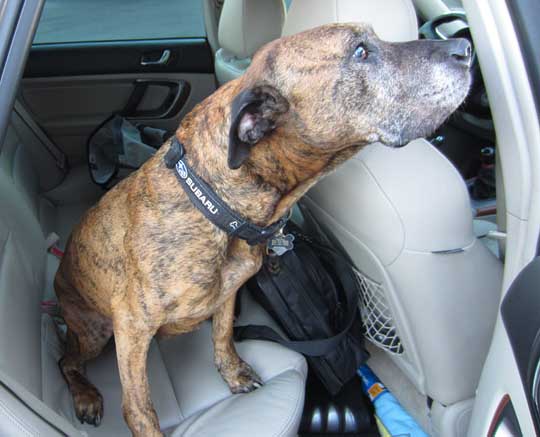 Oberon wearing his Subaru collar, in his 2005 Subaru Legacy GT wagon, July 2014