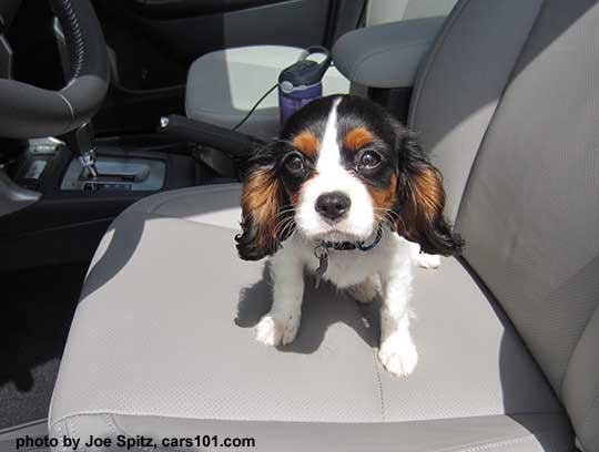 Oliie is a King Charles Spaniel 14 week old puppy in her new 2017 Subaru Forester Limited, July 2017