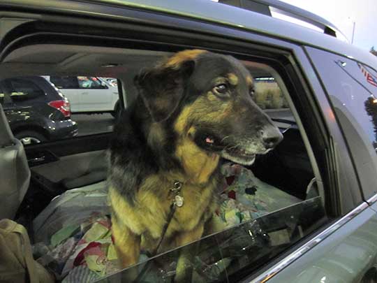 Orlando the dog in his new 2015 Forester.