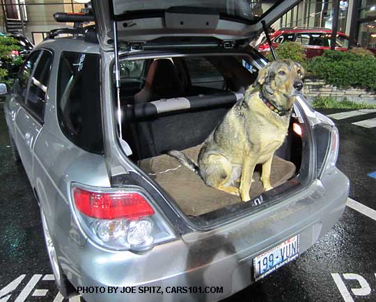 Penny the dog in her Subaru WRX hatchback