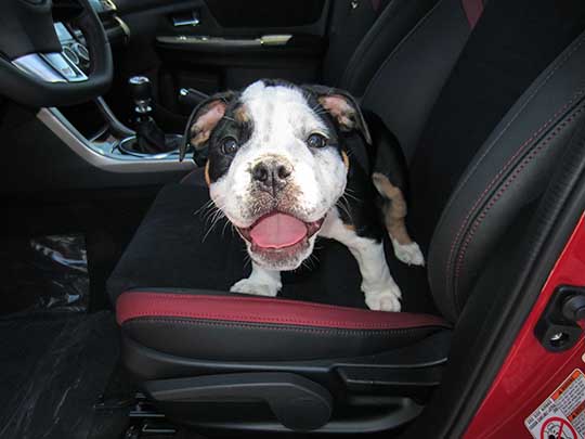 Pepe the 9 week old English Bulldog in a new STI , June 2016