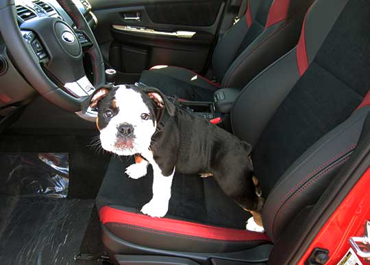 Pepe, a 9 week old English Bulldog puppy in an STI driver's seat, June 2016