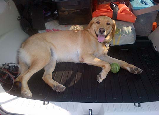 Lab Pika in her Subaru, August 2014