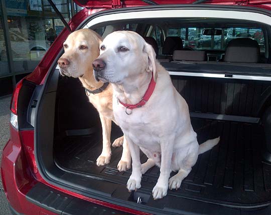 Labs Piute and Casey in their new 2013 Subaru Outback. December 2013