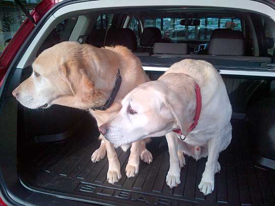 2 Labs, Piute and Casey, December 2013