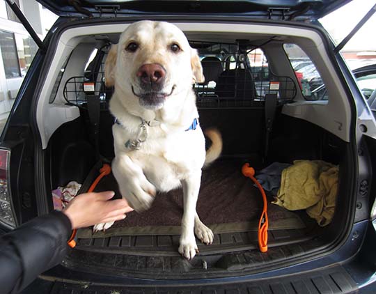 Lab Poozer jumping out of his Subaru Forester. May 2016