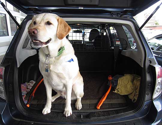 Lab Poozer in his Subaru Forester, he wants jump out but is waiting. May 2016