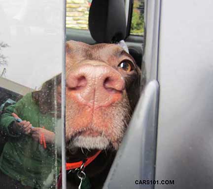 Poppy the dog sniffing out an open window in her 2013 subaru forester