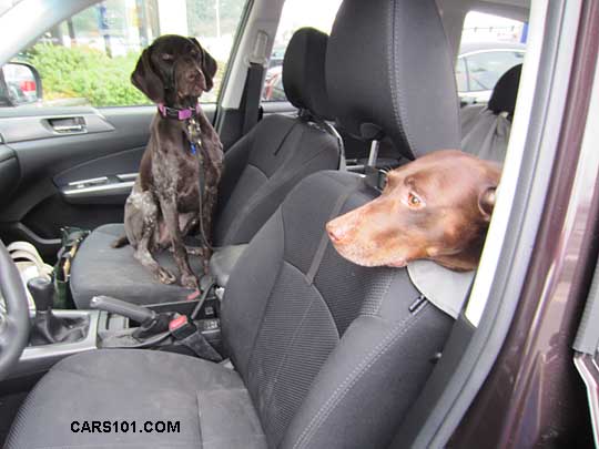 Poppy and Artemis in their 2013 Subaru Forester, January 213