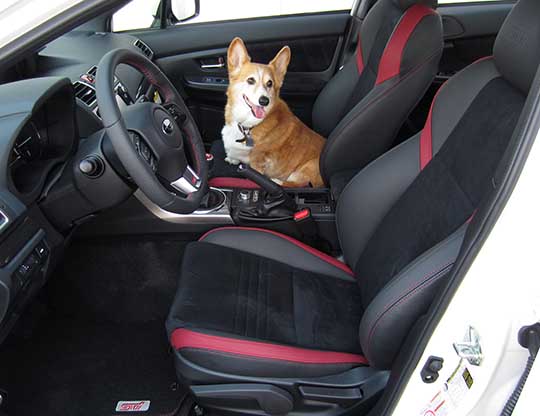 Pumpkin the Welsh Corgi in her 2016 Subaru WRX STI, August 2015