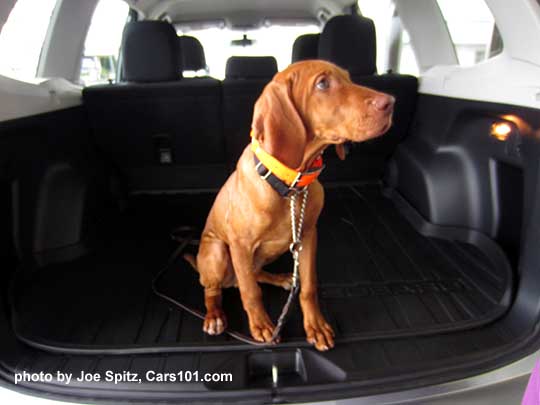 Red is a Hungarian Vizsla 3 month old puppy in her new 2017 Subaru Forester, June 2017