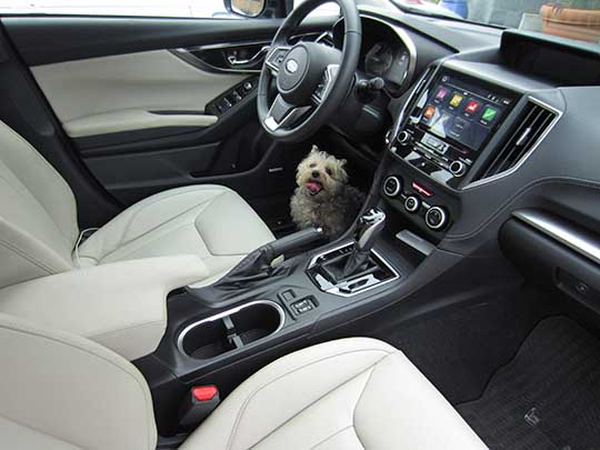 Riley is a Pomeranian, shown in his 2017 Impreza Limited