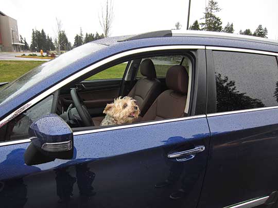 Rielly Pomeranian nin his new 2017 Outback Touring- Lapis blue with saddle brown leather.