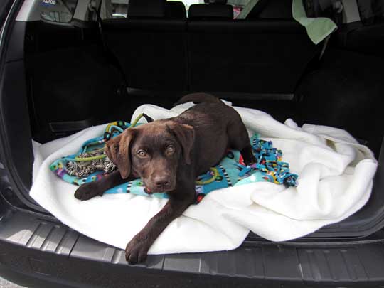 Rollo a chocolate lab puppy in his 2014 Subaru Outback, March 2014