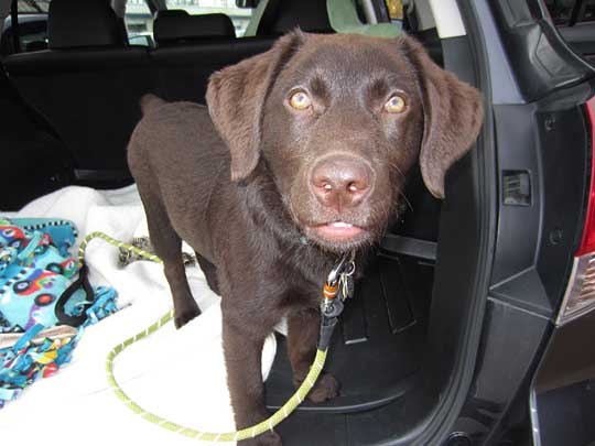 Rollo the Chocolate lab puppy March 2014 in his new Subaru Outback