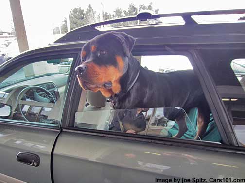 a happy rotweiler in his subaru outback