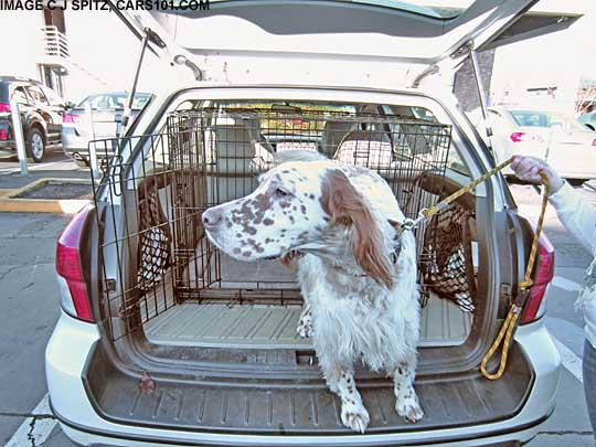 Ruby the English Setter in her 2008 Subaru Outback, November 2012